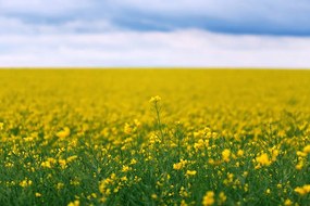 Фототапет – Жълто разцъфнало поле