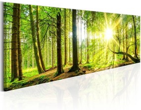 Печат на платно - величествени дървета 120х40