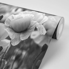 Фототапет – Черно-бяло поле диви макове