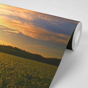 Фототапет – Самотно дърво