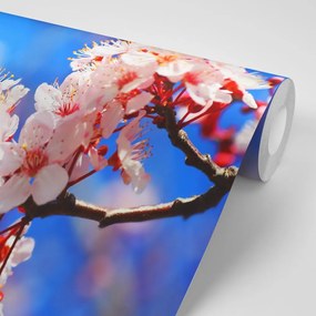 Фототапет – Черешов цвят