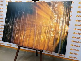 Картина на платно – Слънце зад дървото