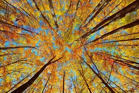 Фототапет – Есенни корони на дърветата