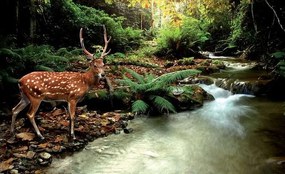Deer - C440