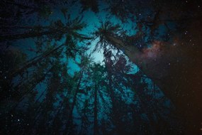 Тапет – Нощ в гората