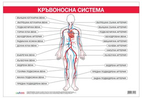 Cubos Ученическо табло ''Кръвоносна система'', 100 x 70 cm