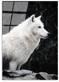 Живопис върху стъкло 70x100 cm White Wolf - Wallity