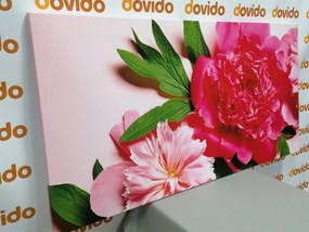 Картина на платно – Божури в розово