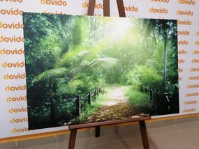 Картина на платно – Пътека на остров Сейшели
