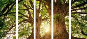 картини от 5 части – Величествени дървета