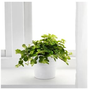 HIMALAYAMIX саксийно растение 602.345.34