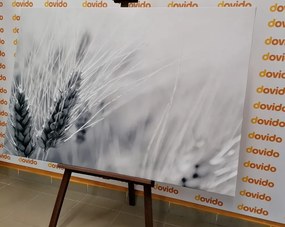 Картина на платно – Пшенично поле в черно и бяло