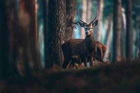 Самозалепващ фототапет – Елен в гората