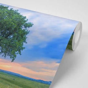 Фототапет – Самотен дъб
