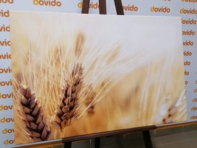 Картина на платно – Пшенично поле