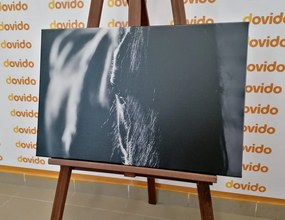 Картина на платно – Величествен кон в черно-бял вариант