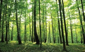 Sunny Forest - C404