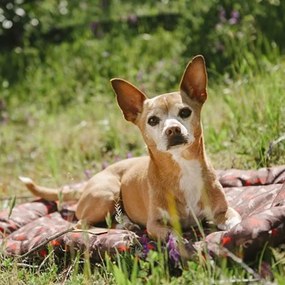 Кафяво легло за пътуване за куче 50x75 cm Outdoor Chill Pad Mocha M – P.L.A.Y.