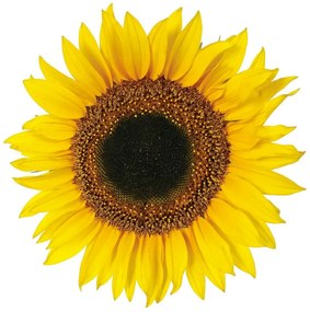 Декоративни стикери за стена Sunflower M