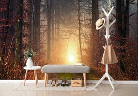 Фототапет – Светлина в гората