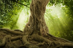 Тапет – Корен на дърво