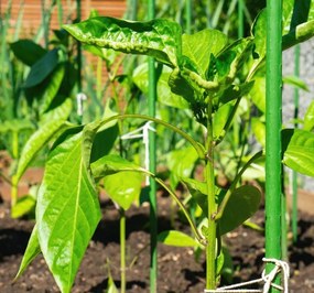 Опорна пръчка за растения 11 мм x 120 см - 1 бр.