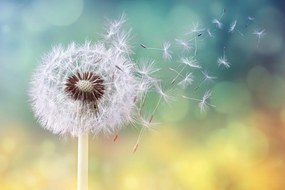 Самозалепващ фототапет – Магическо глухарче