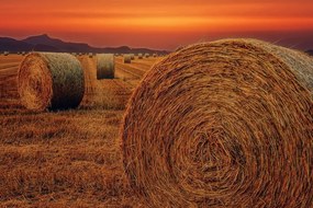 Картина на платно – Бали сено