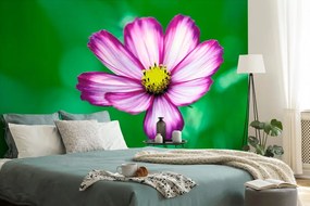 Самозалепващ фототапет – Градинско цвете космос