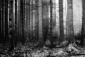 Фототапет – Черно-бяла тайна на гората