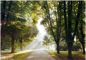 Самозалепващ се фототапет - Morning Walk - 98x70