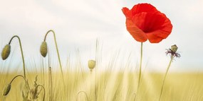 Картина на платно – Див мак