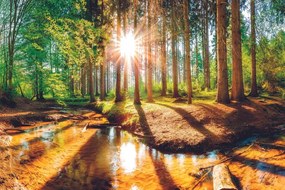 Самозалепващ фототапет – Гора като от приказка