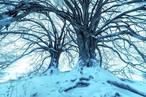 Фототапет – Настъпване на зимата