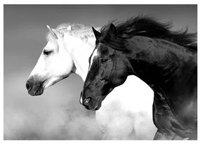 HORSE BLACK AND WHITE КАРТИНА 50/70СМ