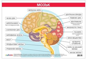 Cubos Ученическо табло ''Главен мозък'', 100 x 70 cm