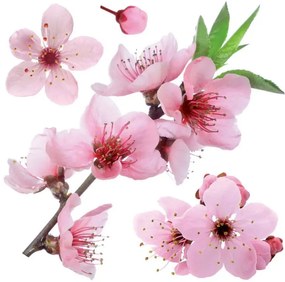 Декоративни стикери за стена Cherry Blossom M