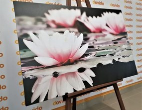 Картина на платно – Лотосов цвят