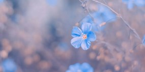 Картина на платно – Сини цветя на винтидж фон