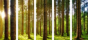 картини от 5 части – Сутрин в гората