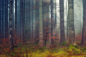 Самозалепващ фототапет – Тайна на гората