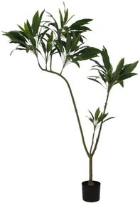 Декоративно растение Thin Iron в саксия 160