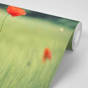 Фототапет – Самотен мак