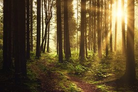 Самозалепващ фототапет – Гора залята от слънце