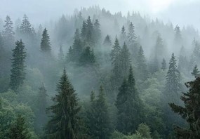 15727 - Борова гора в мъгла