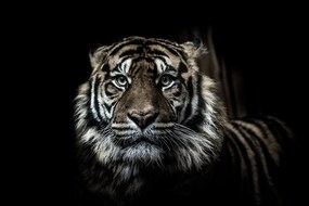 Самозалепващ фототапет – Тигър