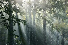 Фототапет – Слънчеви лъчи в мъглива гора