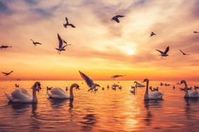 Картина на платно – Лебеди в морето