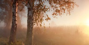 Картина на платно – Мъглива есенна гора