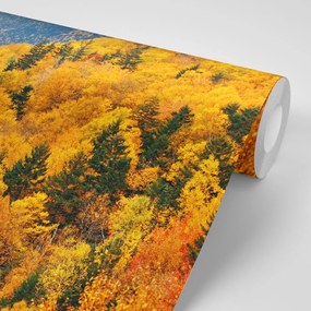 Фототапет – Поглед към величествена гора